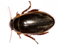 Dytiscus marginalis